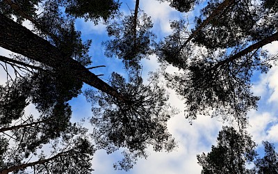 Leśna Harmonia – Warsztaty Kąpieli Leśnych w Biłgorajskim Lesie.