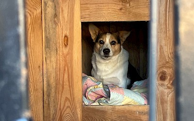 Wycieczka klasy VII do Przytuliska dla Zwierząt w Józefowie w ramach inicjatywy