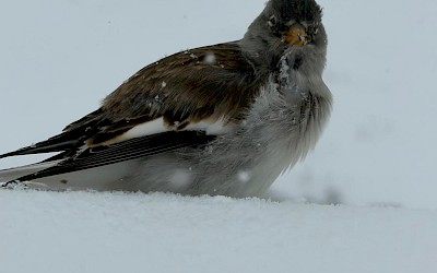 Historia pani Heleny - Wolontariuszki i liderki