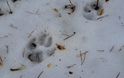 "Tropiciele wilka - leśne tropienie dzikich zwierząt"