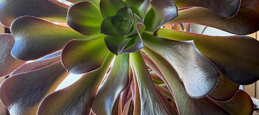 "Ja to naprawdę lubię!" -wyznaje Ela - koordynatorka wolontariatu