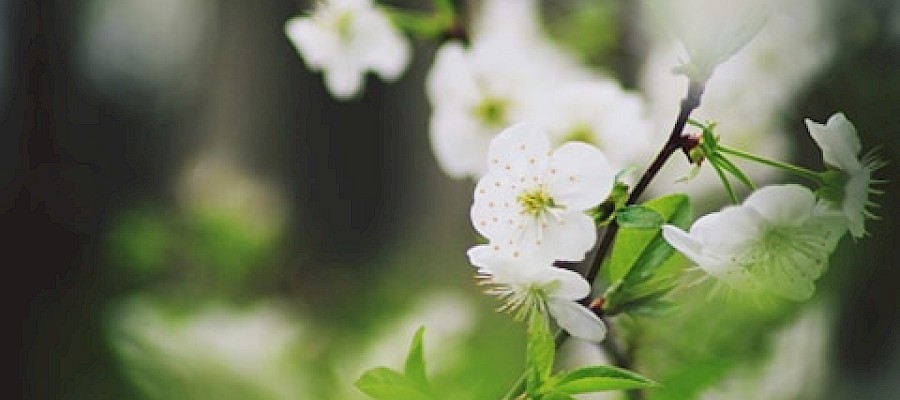 „Piotr, weź to ogarnij” - historia Wolontariusza